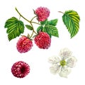 Raspberry. Set of raspberry branch with berries, leaves and flower watercolor illustration. Isolated on white background Royalty Free Stock Photo