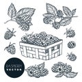 Raspberry sketch vector illustration. Blackberry harvest in wooden basket. Hand drawn agriculture design elements