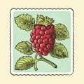 Raspberry Stamp Design: Mid-century Illustration With Elaborate Borders Royalty Free Stock Photo