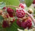 Raspberry on the sun Royalty Free Stock Photo