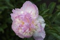 Raspberry Sundae double pink and creamy white flower peony lactiflora in summer garden, close-up Royalty Free Stock Photo