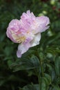 Raspberry Sundae double pink and creamy white flower peony lactiflora in summer garden, close-up Royalty Free Stock Photo