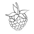 Raspberry sweet fruit illustration for web isolated on white background