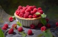 Raspberry tart with cream on rustic wooden table on green forest background