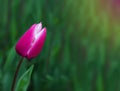 Raspberry tulip with white border on green background