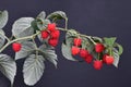 Raspberry twig with leaves on black background