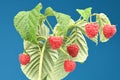 Raspberry twig with leaves isolated on blue