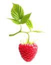 Raspberry twig with ripe berry isolated Royalty Free Stock Photo