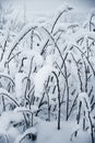 Raspberry twigs covered with snow Royalty Free Stock Photo