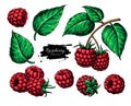 Raspberry vector drawing. Isolated berry branch sketch Royalty Free Stock Photo