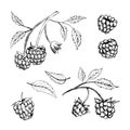 Raspberry vector drawing. Isolated berry branch sketch on white background. Summer fruit engraved style illustration. Royalty Free Stock Photo