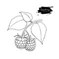 Raspberry vector drawing. Isolated berry branch sketch on white Royalty Free Stock Photo