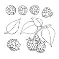 Raspberry vector drawing. Isolated berry branch sketch on white Royalty Free Stock Photo