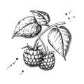 Raspberry vector drawing. Isolated berry branch sketch on white