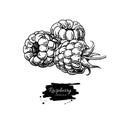 Raspberry vector drawing. Isolated berry branch sketch on white