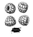 Raspberry vector drawing. Isolated berry branch sketch on white Royalty Free Stock Photo