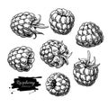 Raspberry vector drawing. Isolated berry branch sketch on white Royalty Free Stock Photo