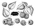 Raspberry vector drawing. Isolated berry branch sketch on white Royalty Free Stock Photo