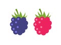 Raspberry vector icon illustration. Flat berry sweet healthy organic fruit raspberry blackberry