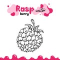 Raspberry vector illustration, berry clipart. Raspberry vector illustration for logo, design. raspberry vector