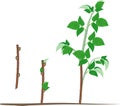 Raspberry vegetative reproduction scheme. Growth stages from propagule stem cutting to first year cane primocane of raspberry