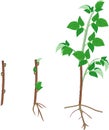 Raspberry vegetative reproduction scheme. Growth stages from propagule stem cutting to first year cane primocane of raspberry Royalty Free Stock Photo