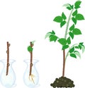 Raspberry vegetative reproduction scheme. Growth stages from propagule stem cutting to first year cane primocane of raspberry