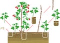 Raspberry vegetative reproduction scheme. Raspberry shrub with red berries, root system and green leaves