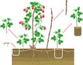 Raspberry vegetative reproduction scheme. Raspberry shrub with red berries, root system and green leaves