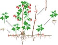 Raspberry vegetative reproduction scheme. Raspberry shrub with red berries, root system and green leaves