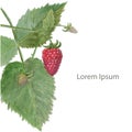 Raspberry watercolor background Lorem Ipsum stock vector illustration