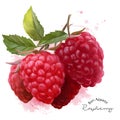 Raspberry watercolor illustration