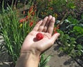 Raspberry on woman's palm Royalty Free Stock Photo