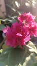 Raspberrypink Bougainvillea Buttiana Mahara Flower