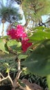 raspberrypink bougainvillea buttiana mahara flower