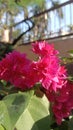 raspberrypink bougainvillea buttiana mahara flower