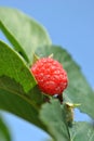 Raspberyy detail Royalty Free Stock Photo