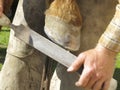 Rasping a Horseshoe and Hoof Royalty Free Stock Photo