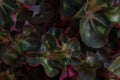 The cocorbebek-cocorbebekan tribe or Crassulaceae Royalty Free Stock Photo