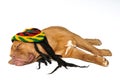 Rasta Dreams