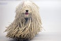 Rasta Poodle white dog coming to you Royalty Free Stock Photo