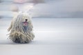 Rasta Poodle white dog coming to you Royalty Free Stock Photo