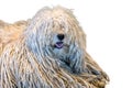 Rasta Poodle white dog on white background Royalty Free Stock Photo