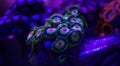 Rasta Zoanthid Royalty Free Stock Photo