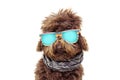 Rastafarian dog wearing colorful sunglasses and checkered bandana. Isolated on white background