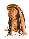 Rastafarian Hat Dog Royalty Free Stock Photo