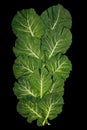 Balkan cuisine. Rastan - popular leafy vegetables, isolated on black background. Flat lay