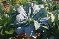 Rastan - green leafy cabbage, popular in Balkan cuisine