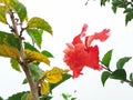 Double hibiscus flying chasing Royalty Free Stock Photo