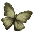 Raster butterfly pattern. Isolated